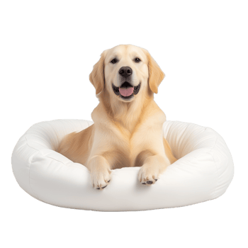 Happy golden retriever dog sitting in a white pet bed, isolated on transparent background png