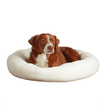 Brown and white dog lying in a white pet bed, isolated on transparent background png