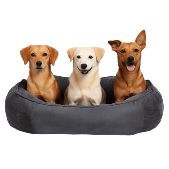 Three dogs sitting together in a gray pet bed, isolated on transparent background png