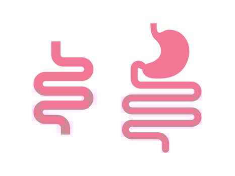 Human organ stomach. Gastrointestinal tract. biology concept vector