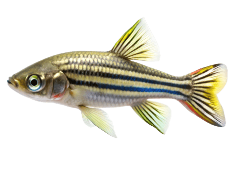 Zebra Danio Fish swiming isolated on a transparent background png