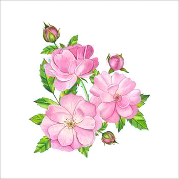 Bouquet with pink tea rose. Hand drawn watercolor illustratio vector