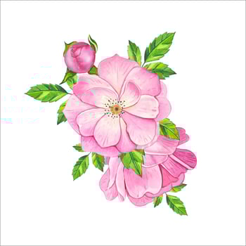 Bouquet with pink tea rose. Hand drawn watercolor illustratio vector