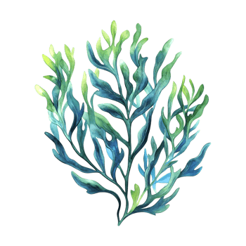 Marine-Themed Blue and Green Seaweed Illustration on a transparent background png
