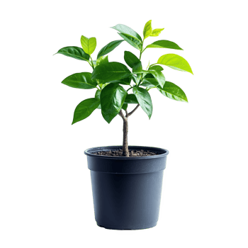 Green plant in pot transparent background png