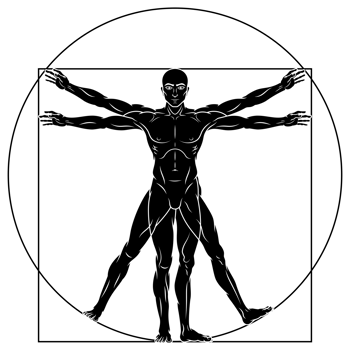 Study of the ideal proportions of the human body, Canon of human proportions png