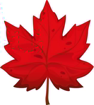 Beautiful red maple leaf. Maple leaf in cartoon style vector