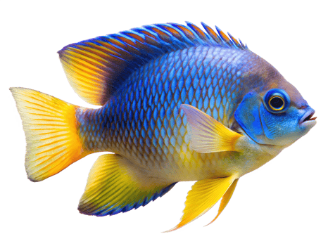 Picasso Damsel fish swiming isolated on a transparent background png