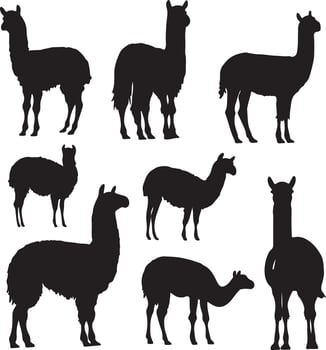 Silhouettes of llamas and alpacas on a white background vector