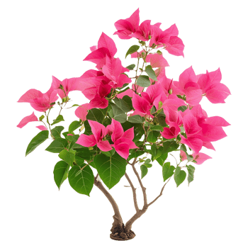 Charming Pink Bougainvillea Flower Plant Tree Isolated for Marketing and Promotional Use png