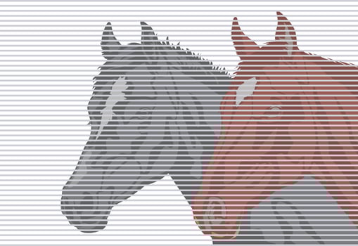 Two head horses illustration with gray stripes in the background. vector