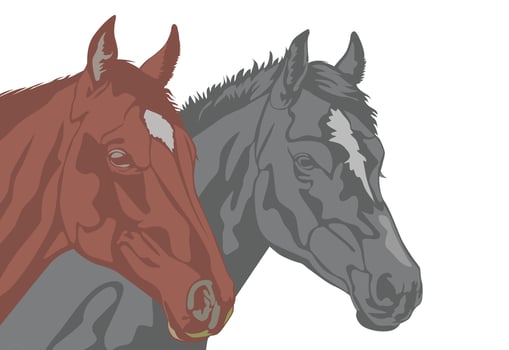 Two horses in brown and gray color, isolated on white. Illustration style. vector