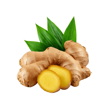 fresh Ginger root with leaves png