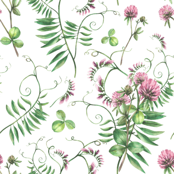 Clover pink flower with Mouse pea climbing plant seamless pattern. Wildflowers watercolor Hand drawn illustration. Meadow wild herbs bunch. Field blooming summer fabric print isolated from background png