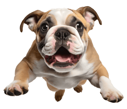 Cute bulldog puppy jumping. Playful dog cut out at background. png