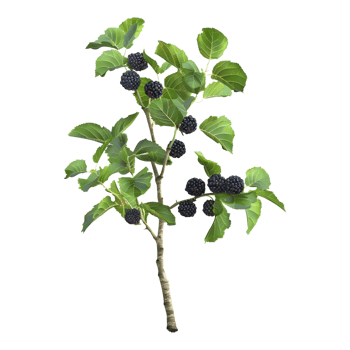 A blackberry tree with green leaves and berries png