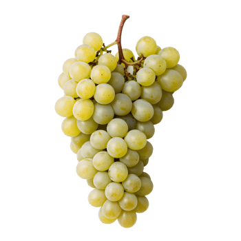 Bunch of fresh green grapes, uniform size, attached to brownish stem png