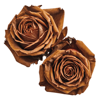 Two withered deep brown roses png