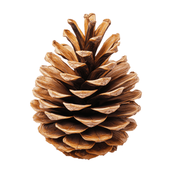 Pine cone isolate on transparent background png