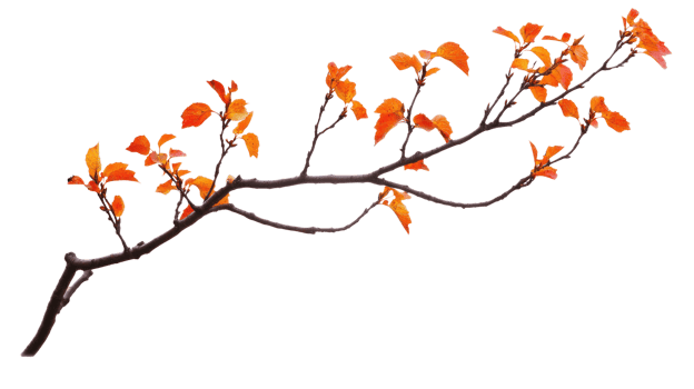 Autumn branch isolate on transparent background png