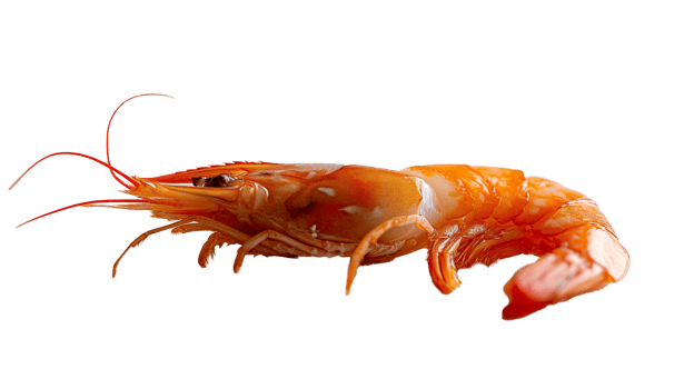Shrimp isolated on transparent background png