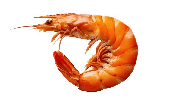 Shrimp isolated on transparent background. png