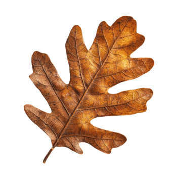 dry oak leaf on a transparent background png