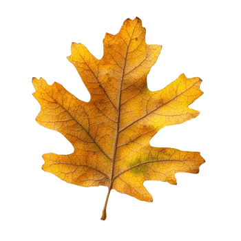 a yellow oak leaf on a transparent background png