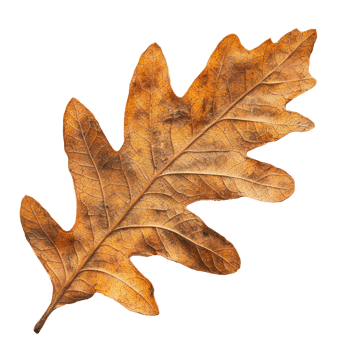 an oak leaf on a transparent background png