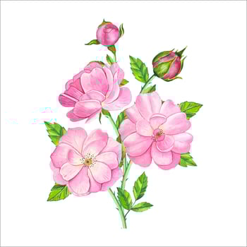 Bouquet with pink tea rose. Hand drawn watercolor illustration vector
