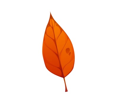 Cartoon autumn bright orange leaf, foliage vector