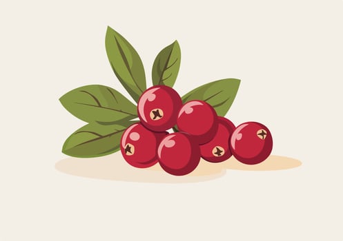 healthy Cranberry Illustration vector