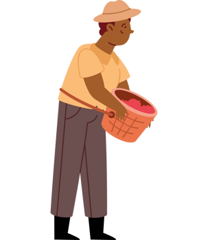 farmer man picking coffee in basket png