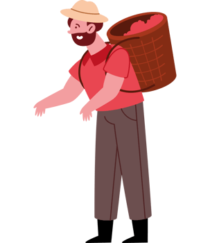 man coffee harvester holding basket of red berries png