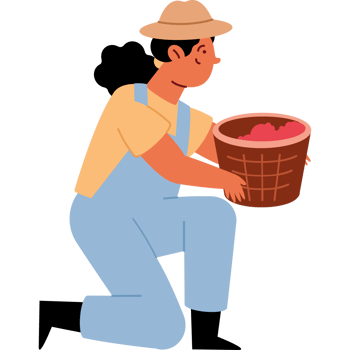 female picker harvesting coffee fruit png