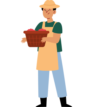 man with a basket gathers coffee beans png