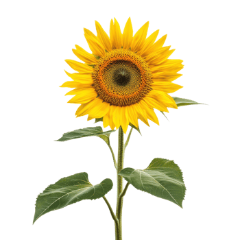 a sunflower on transparent background png