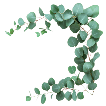 eucalyptus leaves on a branch download png