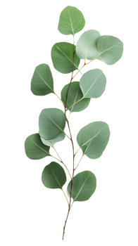 eucalyptus leaves on a branch png