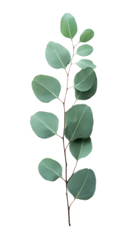 eucalyptus leaves with branches png