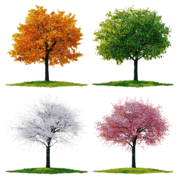 Four season in different trees color png