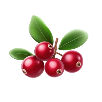 cranberry fruit with leaves on a branch png