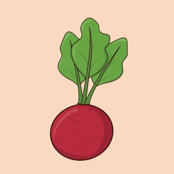 Red radish beetroot vegetable healthy food icon illustration vector