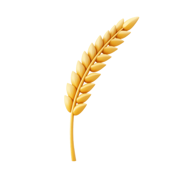 a wheat ear on a white background png