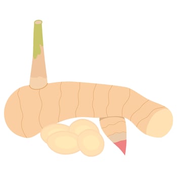 Galangal herb cuisine vector