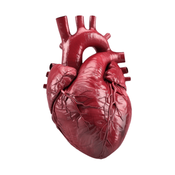 Human Heart On Isolated Background. png