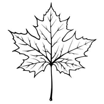 A black and white drawing of a maple leaf vector