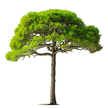 Green leaves tree png
