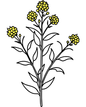 illustrate the goldenrod with its vibrant yellow clusters of tiny flowers atop a tall, slender stem vector
