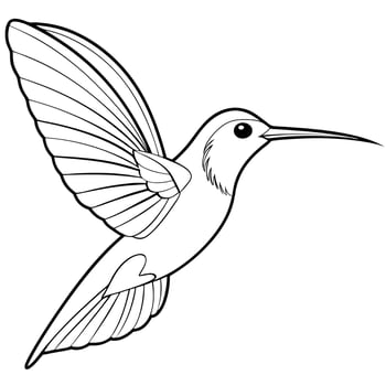 Hummingbird coloring pages vector